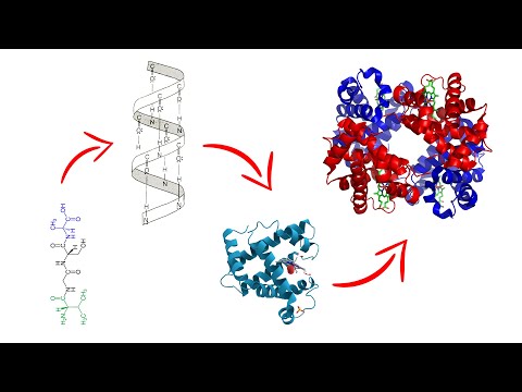 Proteína: Organización y Niveles de Estructura