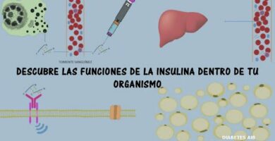 Nivel de organización de la insulina: Descubra cómo funciona