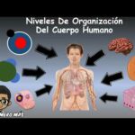 Niveles de organización del cuerpo humano en Wikipedia: todo lo que necesitas saber