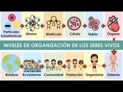 Niveles de organización en seres vivos: Ejemplos claros