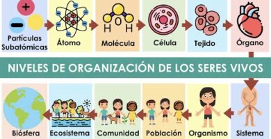 Ejemplos de niveles de organización en biología: descubre su importancia