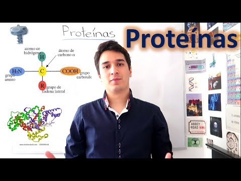 Niveles de organización de proteínas: ¿qué son y cómo funcionan?