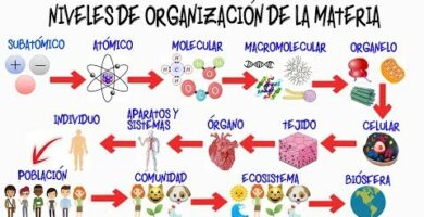 Niveles de organización en la materia orgánica: ¿Cómo funciona?