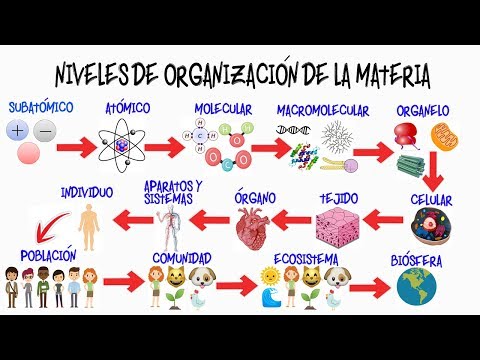 Niveles de organización: comprende la estructura de la vida